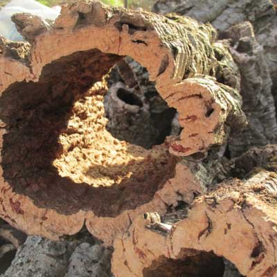 virgin cork
